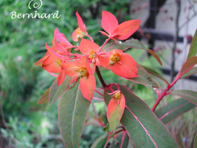 euphorbia_griffithii.jpg