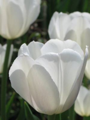 Tulpe_unbekannt.jpg