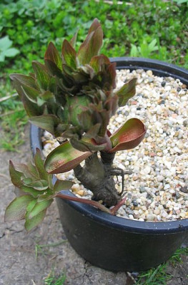 Paeonia_officinalis_var._humilis.jpg