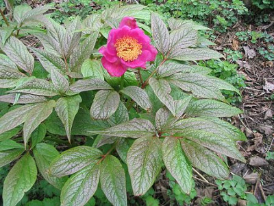 Paeonia_mairei_in_Bluete.jpg