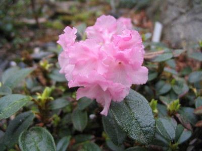 Rhododendron_cephalanthum_crebreflorum.jpg