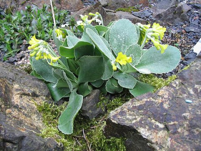Primula_auricula_fars.jpg