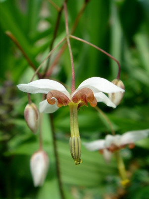 Epimedium_falsch.jpg