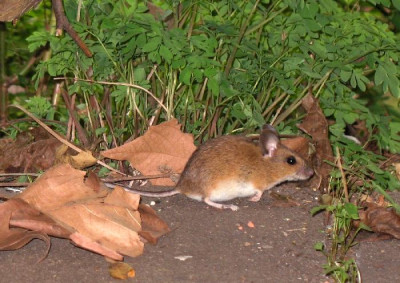 Maus_3.jpg