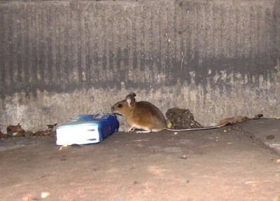 Maus_4.jpg