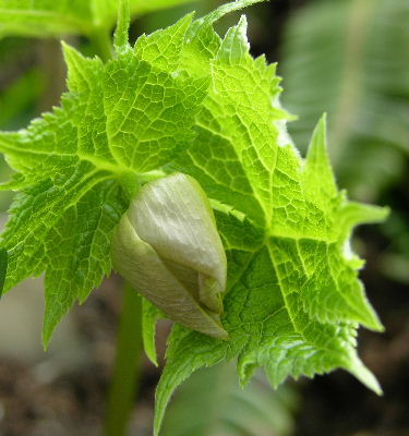 G.palmatum.JPG