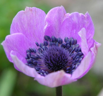 Anemone_pavonina.JPG
