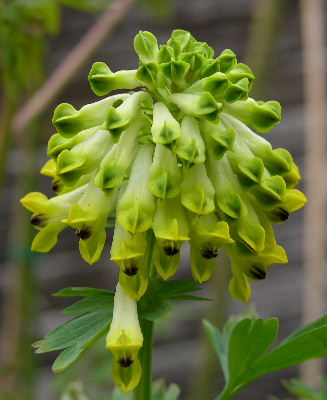 Corydalis_nobilis.JPG