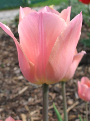 Tulpe_rosa_001.jpg