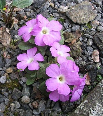 Primula_allionii_2_.jpg