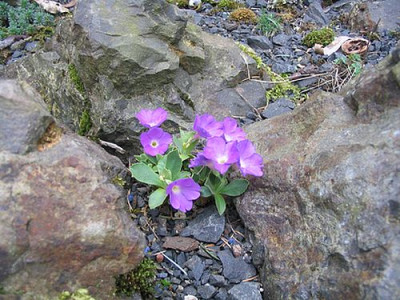 Primula_marginata_fars.jpg
