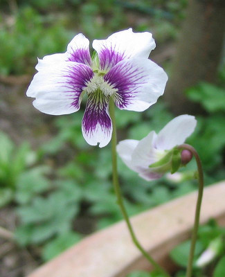 Viola_morganata.jpg