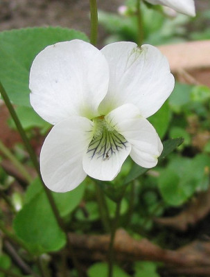 Viola_morganata_2.jpg