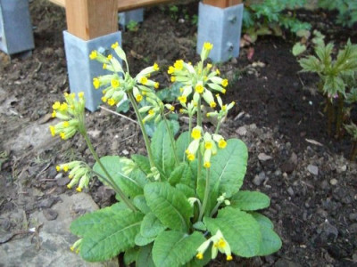 Primula-veris-060425.jpg