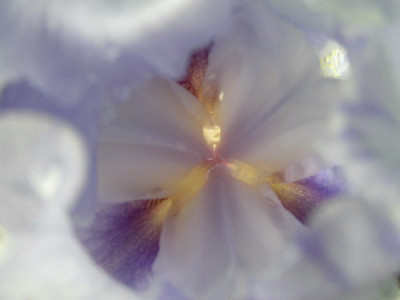 Iris33.jpg