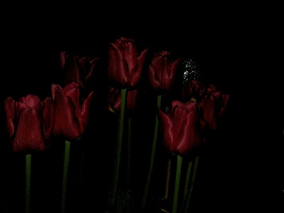 NachtTulpe.jpg