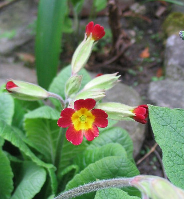 Primula_veris_rot.jpg