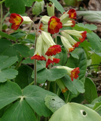 04300018_ePrimula_veris_Hybride.JPG