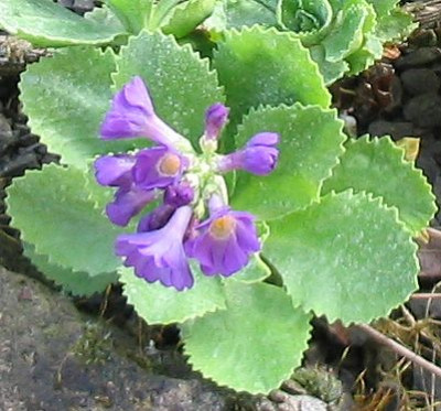 Primula_marginata_echt.jpg
