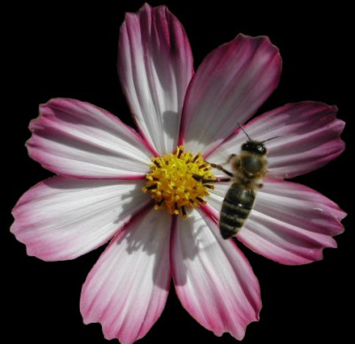 Cosmea_cutout.jpg