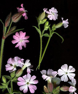 dioica_hellere.jpg