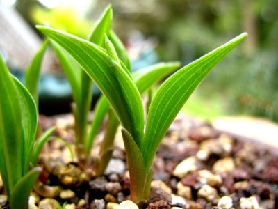 Hosta_Thumbnail.jpg