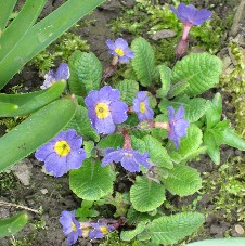 Primula_blau_00841.jpg
