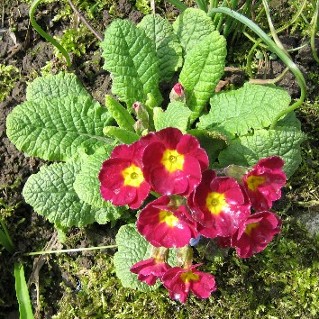 Primula_rot_00682.jpg