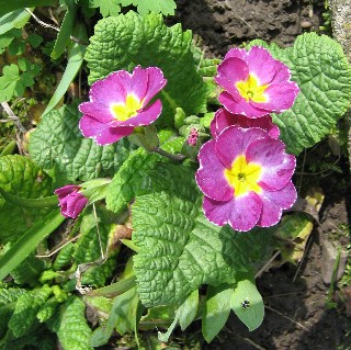 Primula_lavendel_00691.jpg