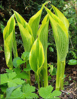 H.montana_Aureomarginata.jpg