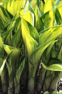 Hosta_June.jpg