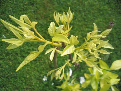 Ptelea_trifoliata_Knospen.JPG