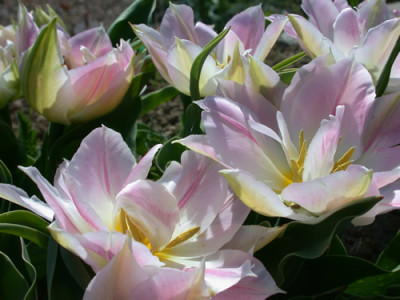 Tulpe_Pfirsichblute_S2_24885_92.jpg