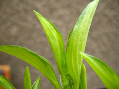 Hosta_Twist_of_Lime.jpg