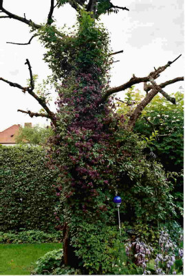 Clematis_vit.Purpur_plena_Elegance.jpg