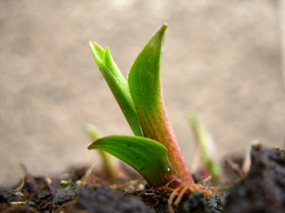 Hosta_nakaiana.jpg