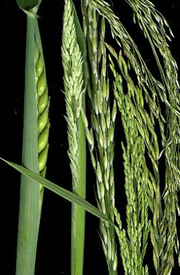 gras_mix1905.jpg