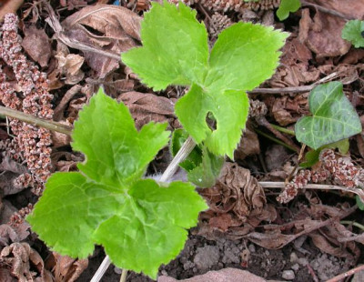 anemone_trigintipetala.jpg
