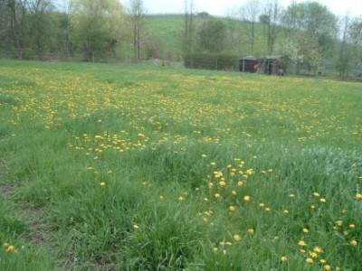 Lowenzahnwiese.jpg