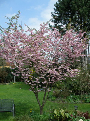 Zierkirsche.JPG