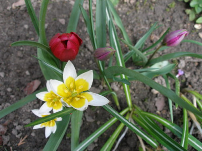 Wildtulpen.JPG