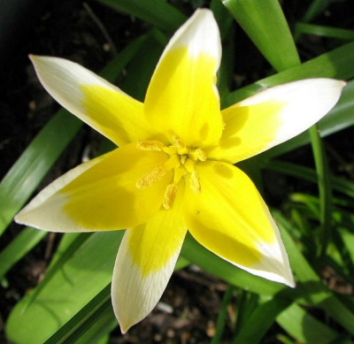 Tulpe23.04.06_001.jpg