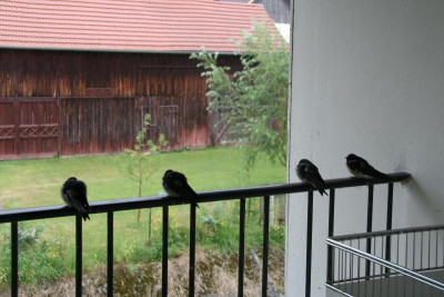Schwalben1115.JPG