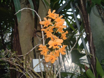 1._Orchidee_HD.jpg