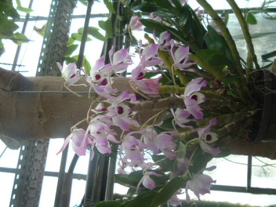 2._Orchidee_HD.jpg