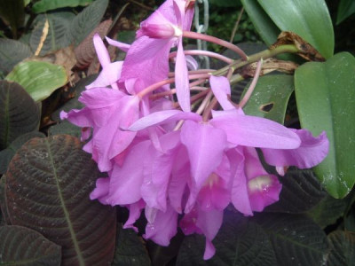 3._Orchidee_HD.jpg