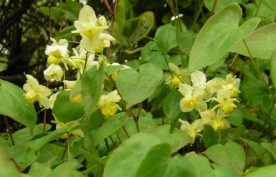 77Epimedium_220406.jpg