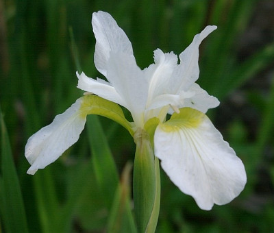 20010529_eIris_sibirica_hybr_weiss.JPG