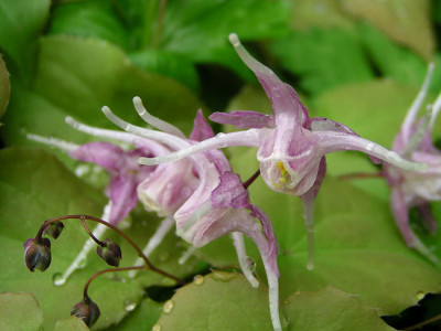 epi_grandiflorum_27_kati.jpg