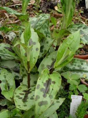 welche_tricyrtis_27_april.jpg